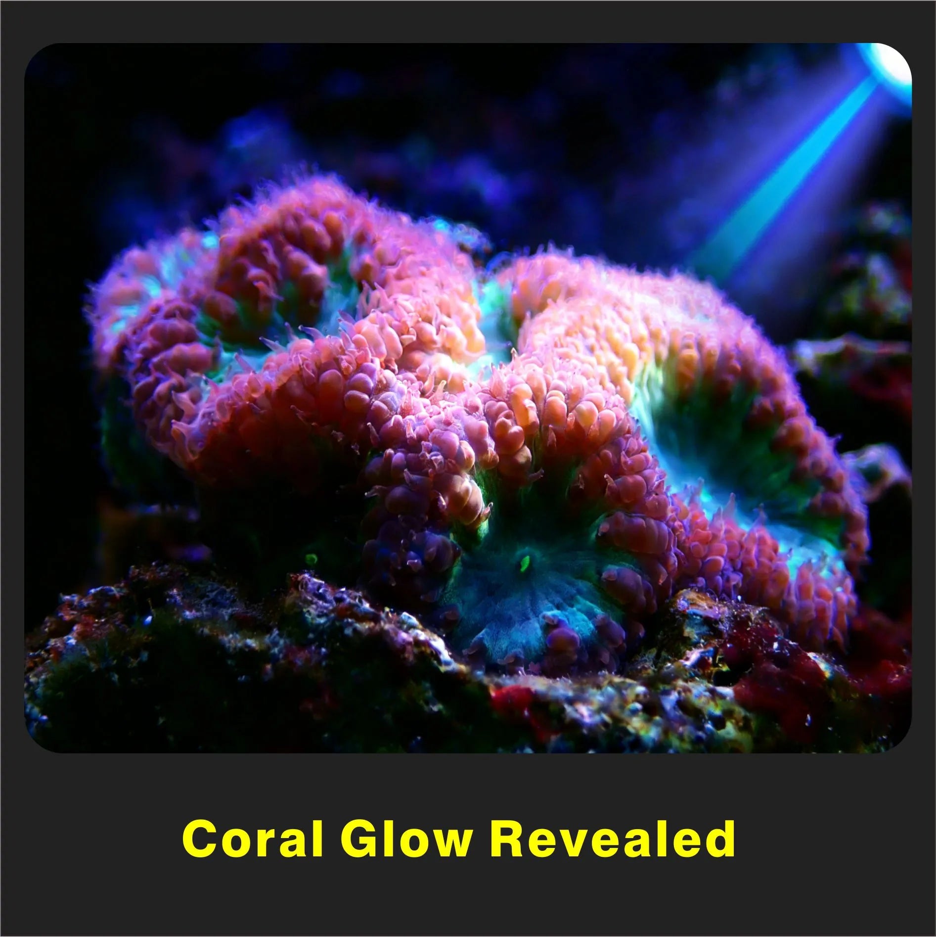 UltraFire® WF-502BLX Blue Light Flashlight